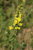 Solidago virgaurea