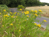 Tanacetum vulgare