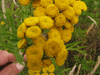 Tanacetum vulgare