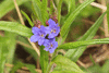 Buglossoides purpurocaerulea