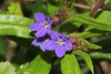 Buglossoides purpurocaerulea