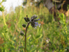 Myosotis discolor