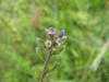 Myosotis discolor