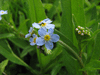 Myosotis scorpioides