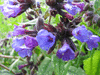 Pulmonaria longifolia