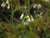 Arabidopsis thaliana