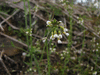 Arabidopsis thaliana