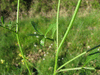 Cardamine hirsuta