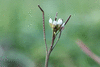 Cardamine hirsuta