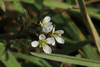 Cardamine hirsuta