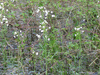 Cardamine pratensis