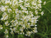 Lepidium draba