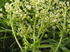 Lepidium draba