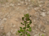 Lepidium virginicum