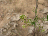 Lepidium virginicum