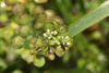 Lepidium virginicum