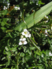 Nasturtium officinale