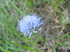 Jasione montana