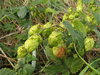 Humulus lupulus