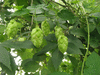 Humulus lupulus