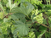 Humulus lupulus