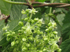 Humulus lupulus