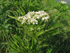 Sambucus ebulus