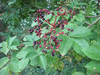 Sambucus nigra