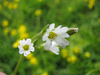 Cerastium arvense