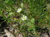 Cerastium fontanum