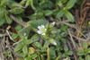 Cerastium fontanum