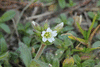 Cerastium fontanum