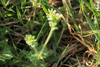 Cerastium glomeratum