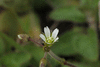 Cerastium semidecandrum