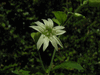 Silene baccifera