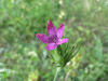 Dianthus armeria