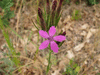 Dianthus armeria