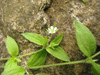 Moehringia trinervia