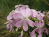 Saponaria officinalis