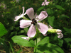 Saponaria officinalis