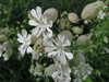 Silene vulgaris