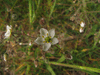 Spergula arvensis