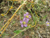 Spergula rubra