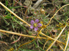 Spergula rubra