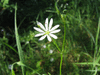 Stellaria graminea