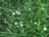 Stellaria graminea