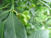 Euonymus europaeus