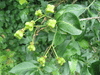 Euonymus europaeus