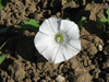 Convolvulus sepium