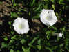 Convolvulus sepium